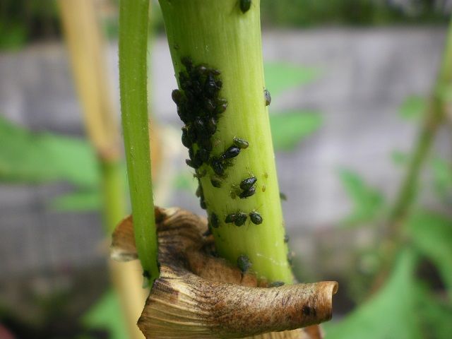 ギャアァァ トウモロコシの枯れ茎にアブラムシがびっしり じいじの野菜づくり