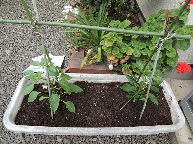 シシトウ苗をプランターに植え付け じいじの野菜づくり シシトウ苗をプランターに植え付け じいじの野菜づくり