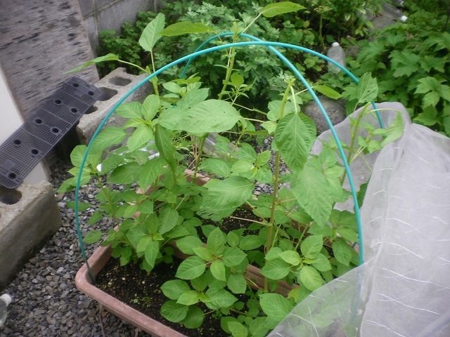 モロヘイヤの摘心 じいじの野菜づくり モロヘイヤの摘心 じいじの野菜づくり
