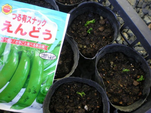エンドウマメの種まき じいじの野菜づくり