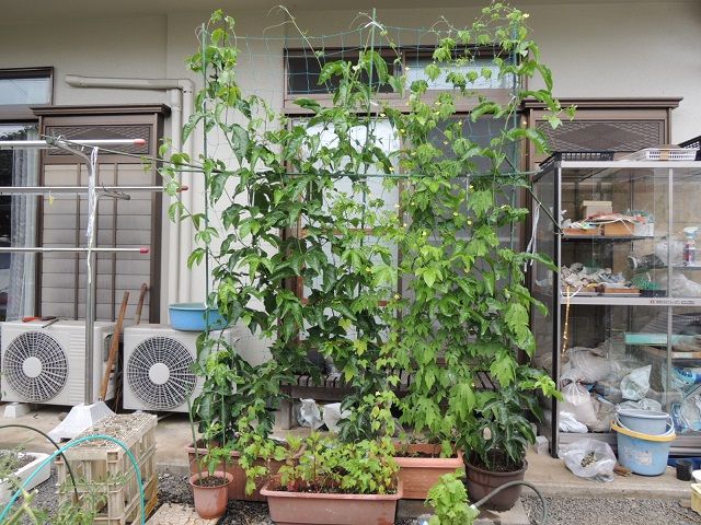 今年の緑のカーテンはパッションフルーツ じいじの野菜づくり