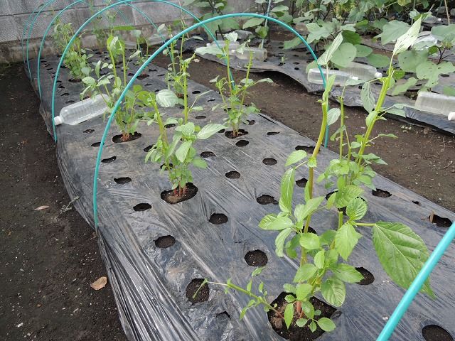 モロヘイヤの摘芯 じいじの野菜づくり