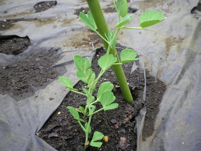 春まきスナップエンドウの苗を畑に植え付け じいじの野菜づくり