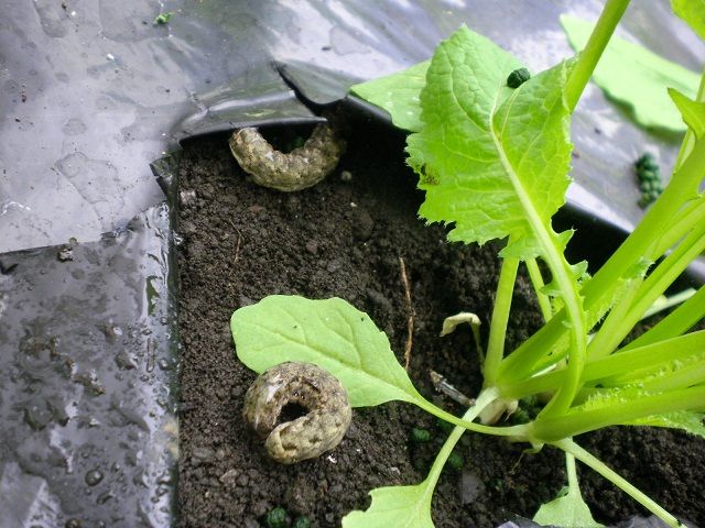 ヨトウムシ退治 じいじの野菜づくり