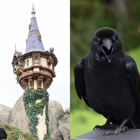 ラプンツェルの髪、カラスに食われる事件の真相がヤバすぎた…