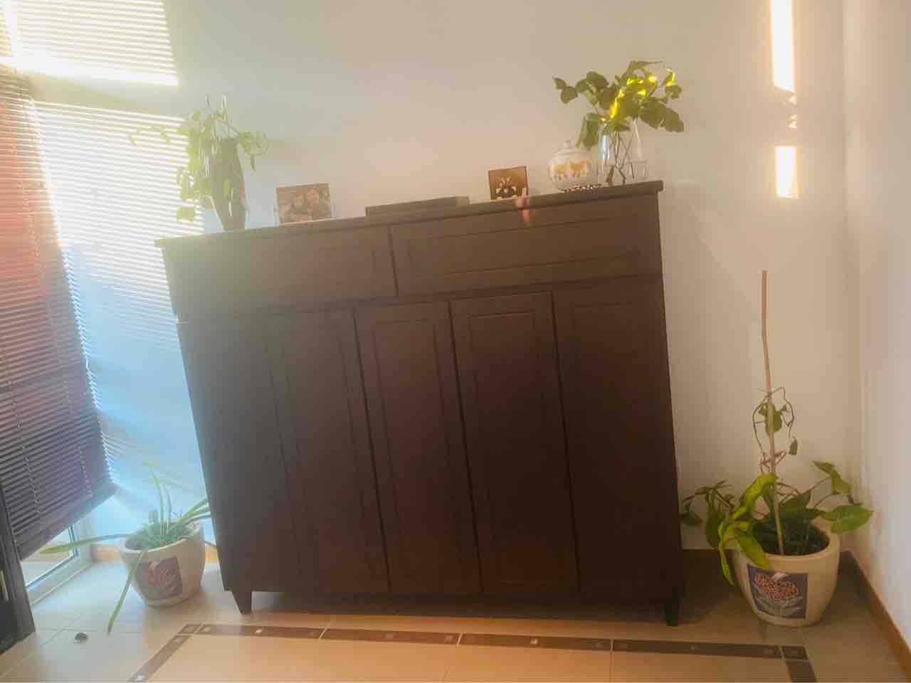 新しい観葉植物 Jijiのバーレーン日記