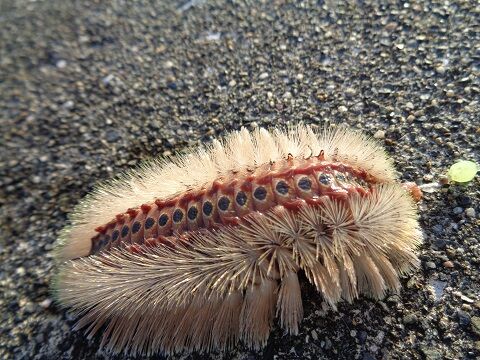 21年01月 じじいの海