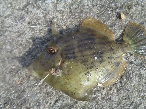 カサゴ じじいの海 カサゴ じじいの海