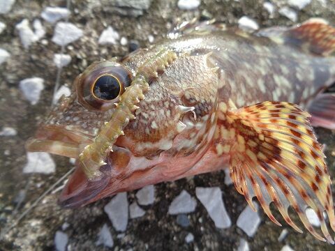 カサゴ じじいの海 カサゴ じじいの海