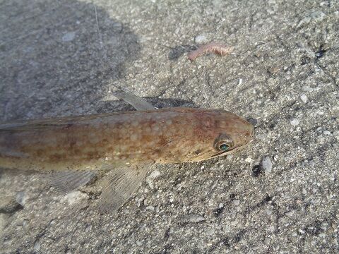 カサゴ じじいの海 カサゴ じじいの海