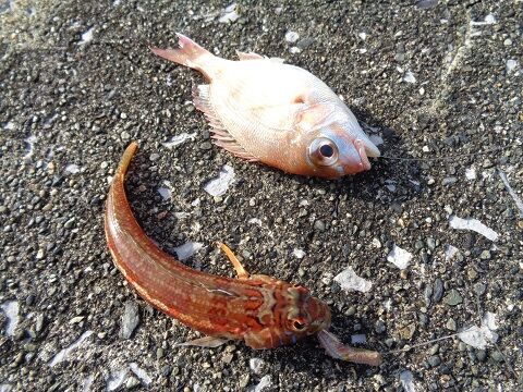 21年01月 じじいの海