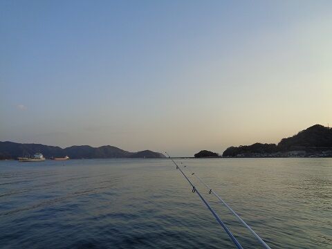 石鯛の歯の標本 じじいの海