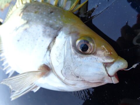 21年01月 じじいの海