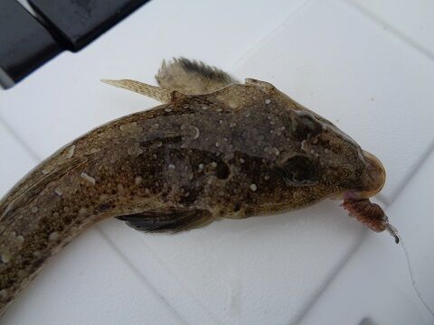 カサゴ じじいの海 カサゴ じじいの海