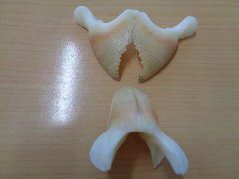 石鯛の歯の標本 じじいの海