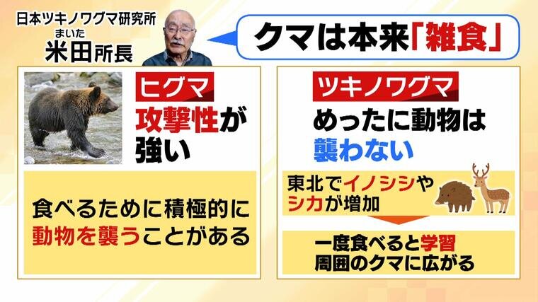 【秋田】ヒグマとツキノワグマの悪魔合体で最凶のハイブリッド熊が生まれていた!・・・ : 時事ネタ最速族