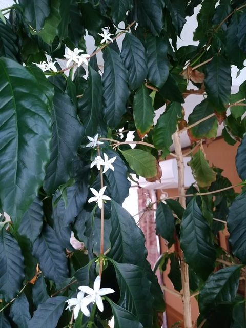 コーヒーの木に花が咲いています 見に来て下さいね 自家焙煎コーヒーの木 コーヒーの木に花が咲いています 見に来て下さいね 自家焙煎コーヒーの木