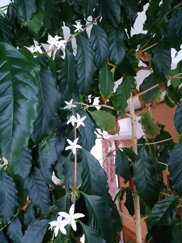 コーヒーの木に花が咲いています 見に来て下さいね 自家焙煎コーヒーの木