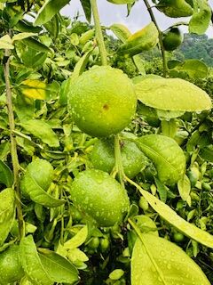 IMG_5287 (1)