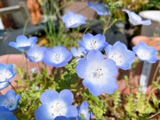 IMG_1652 (1)
