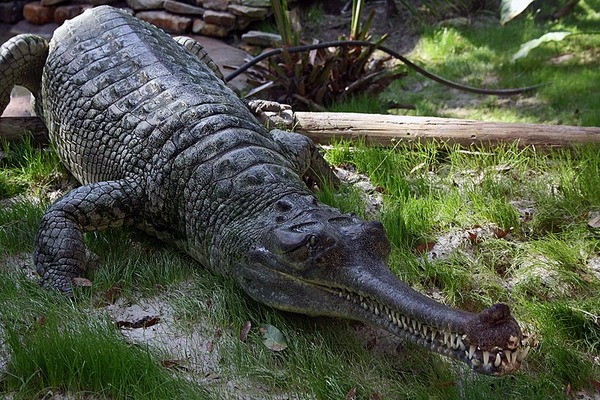800px-Indian_Gharial_Crocodile_Digon3