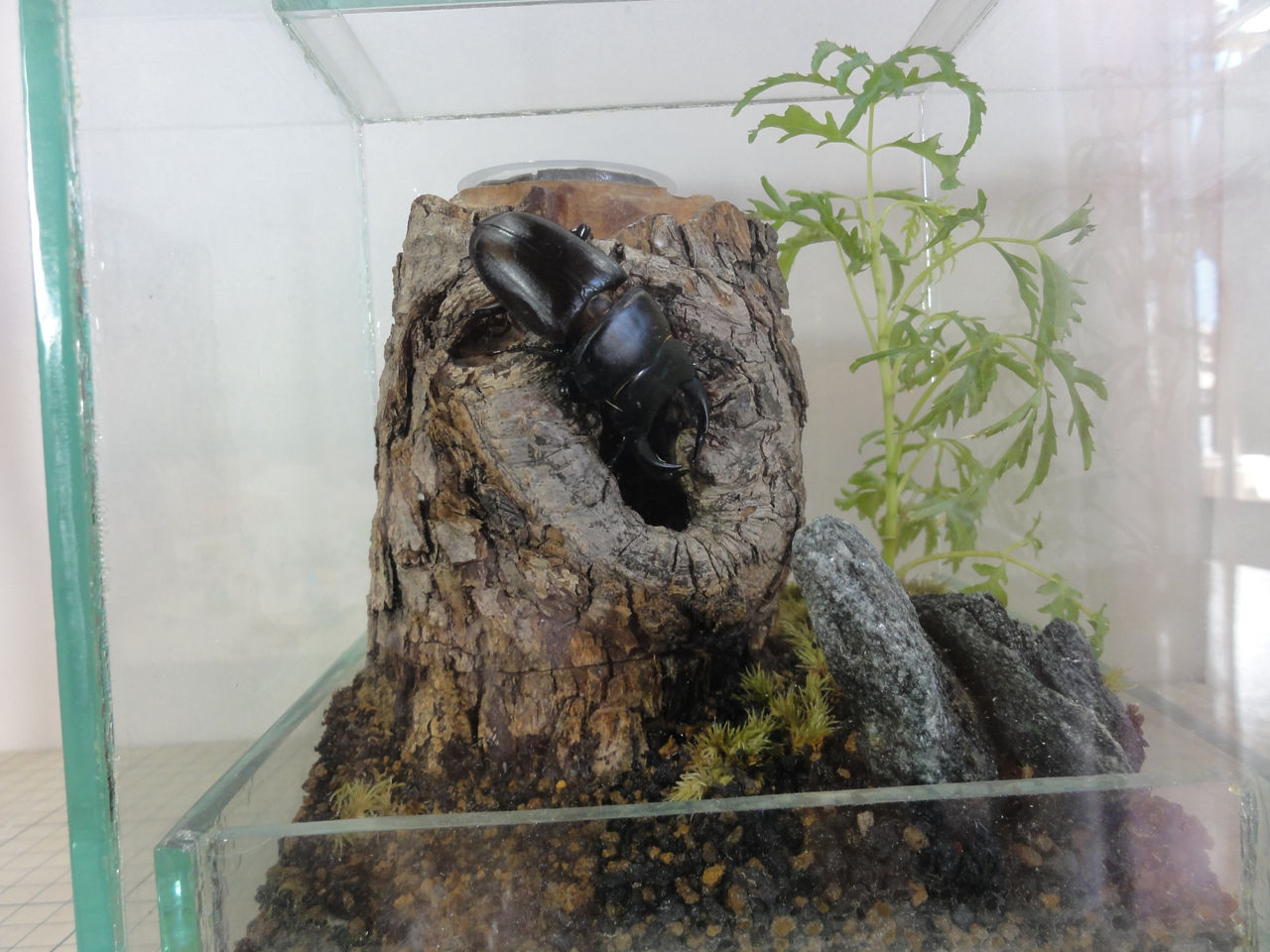 害虫を発生させない事を試すクワリウム制作 その3 : クワガタ自己満ラボ