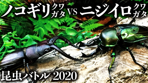 クワガタ自己満ラボ