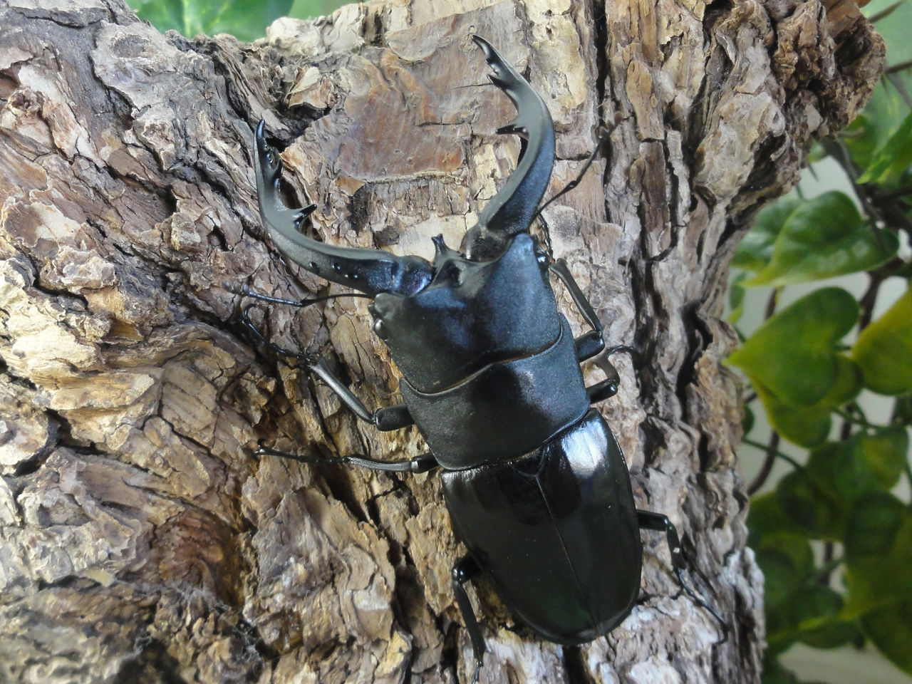 アマミノコギリクワガタ74mm : クワガタ自己満ラボ