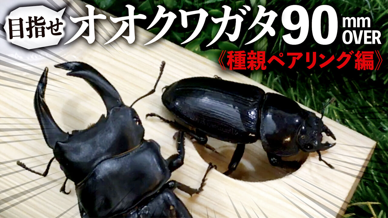 クワガタ自己満ラボ