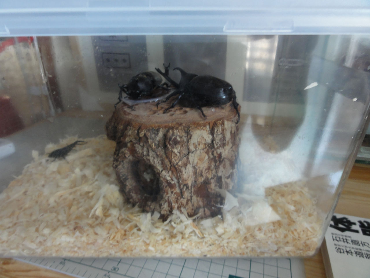 今年の採集とタコ飼い飼育 クワガタ自己満ラボ 今年の採集とタコ飼い飼育 クワガタ自己満ラボ