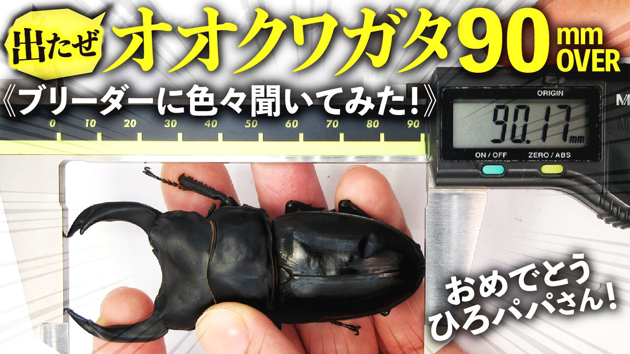 出たぜ。オオクワガタ90mmオーバー！プレ企画もあり！ブリーダーに色々