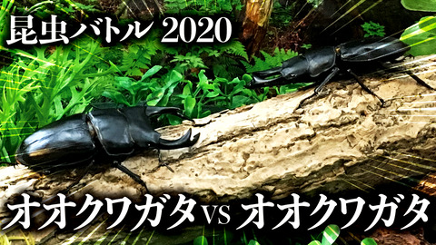 昆虫バトル オオクワガタvsオオクワガタ クワガタ自己満ラボ