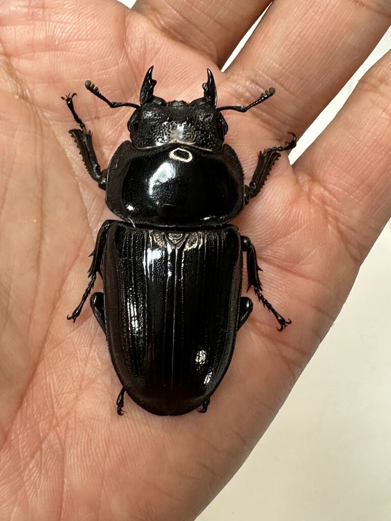 オオクワガタ即ブリ個体<トリオ販売その75> : クワガタ自己満ラボ オオクワガタ即ブリ個体<トリオ販売その75> : クワガタ自己満ラボ
