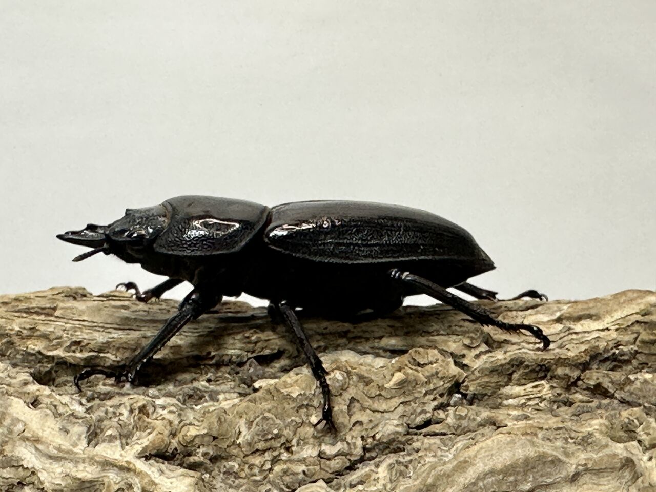 オオクワガタ即ブリ個体<トリオ販売その75> : クワガタ自己満ラボ オオクワガタ即ブリ個体<トリオ販売その75> : クワガタ自己満ラボ