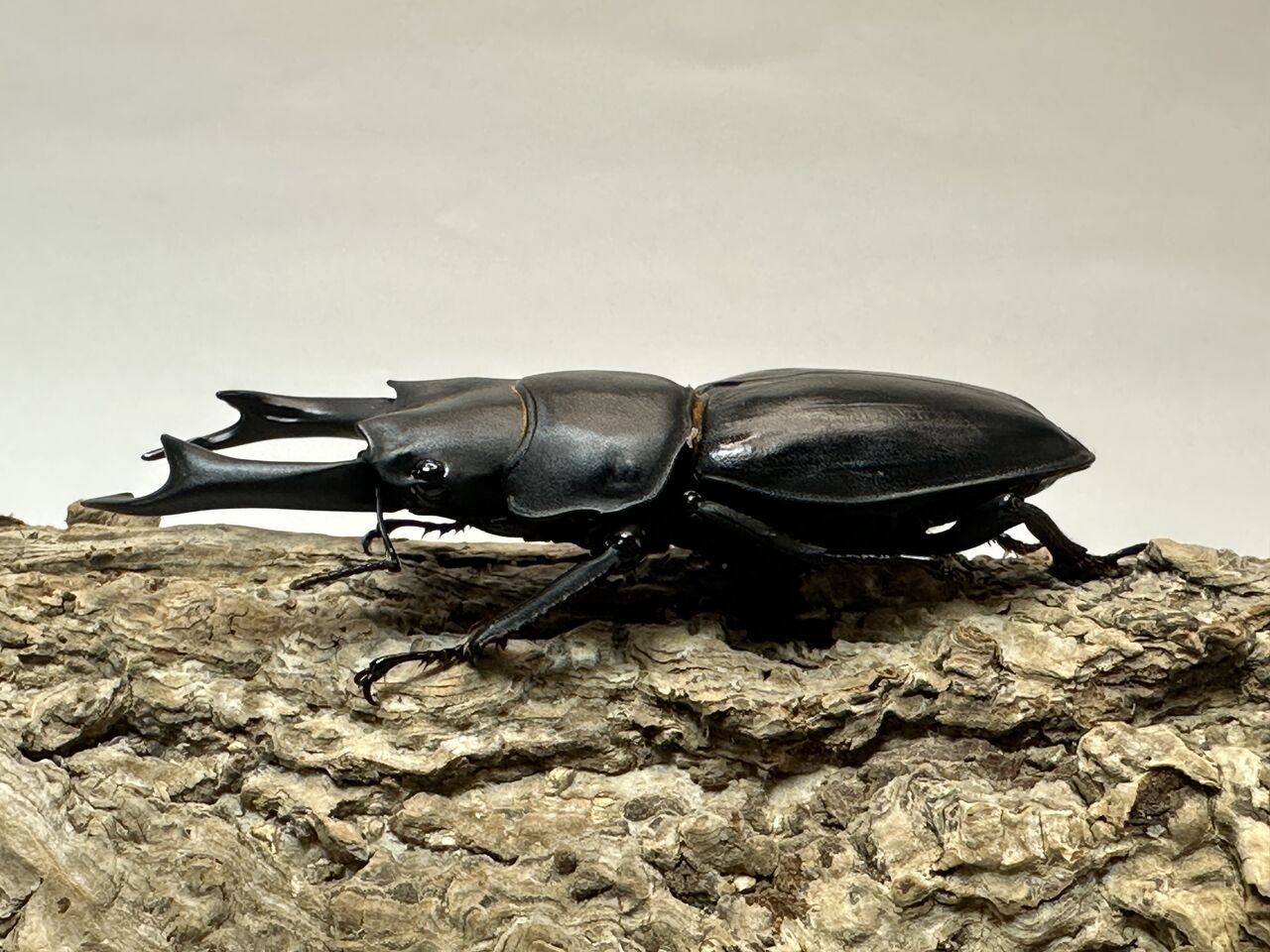 北海道産オオクワガタ♂75mmトリオ取引中 北海道産オオクワガタ♂75mmトリオ取引中