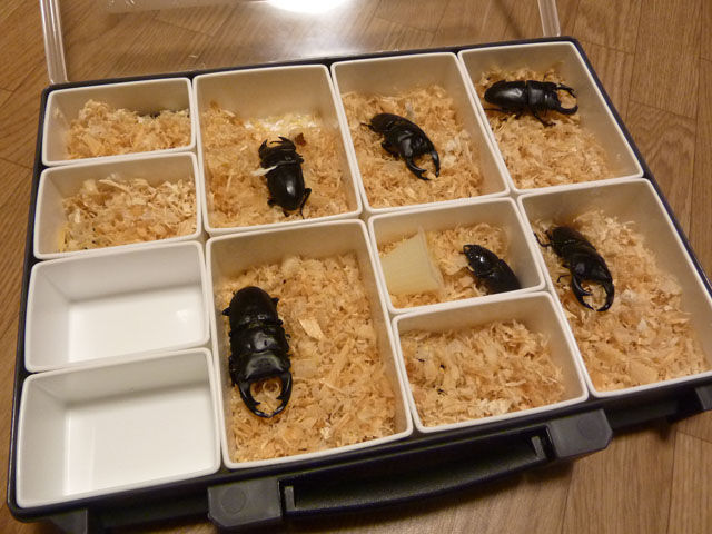 パーツセパレータで成虫管理 クワガタ自己満ラボ パーツセパレータで成虫管理 クワガタ自己満ラボ