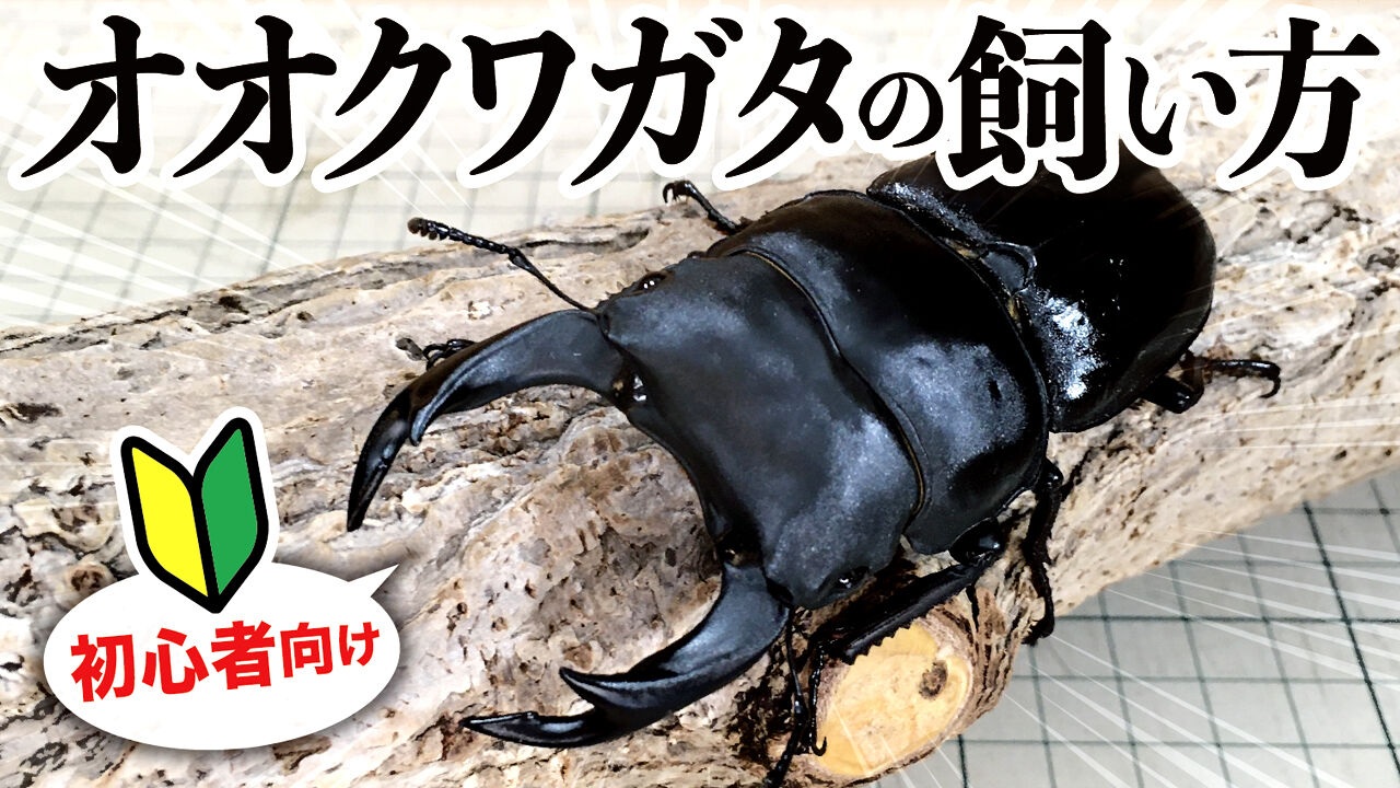 オオクワガタの寿命は 長生きのポイントや飼育の注意点もブリーダーが解説します クワガタ自己満ラボ