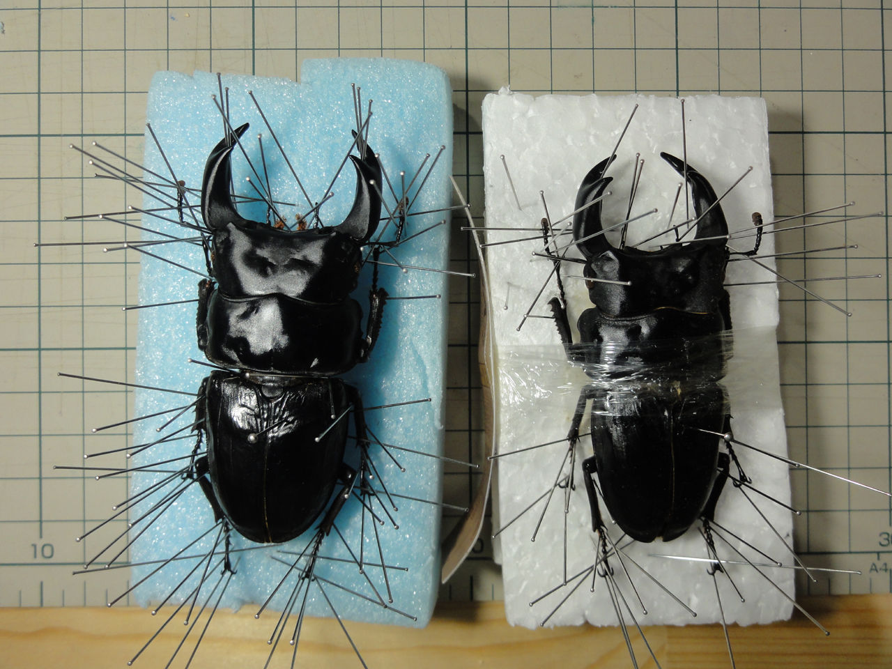 標本の展足について : クワガタ自己満ラボ