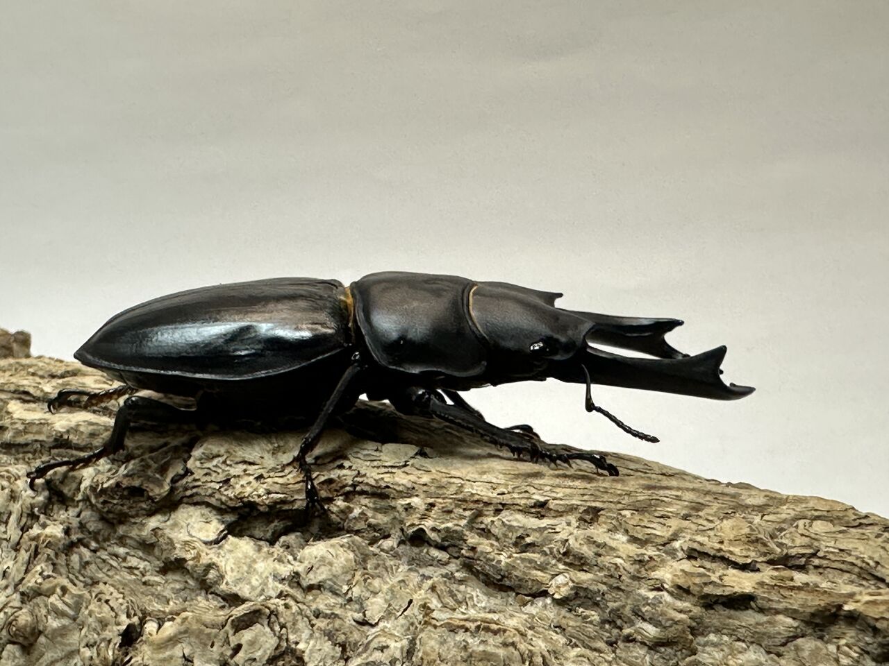 オオクワガタ即ブリ個体＜トリオ販売その75＞ : クワガタ自己満ラボ
