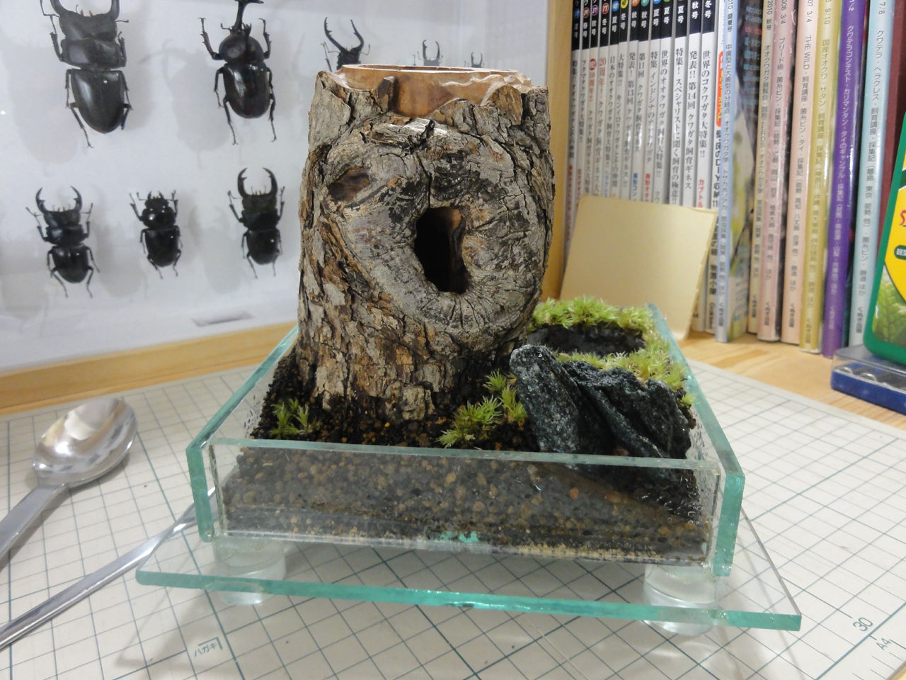 森兵衛 クラフトウッド 三本木 A+Ω クワガタ テラリウム
