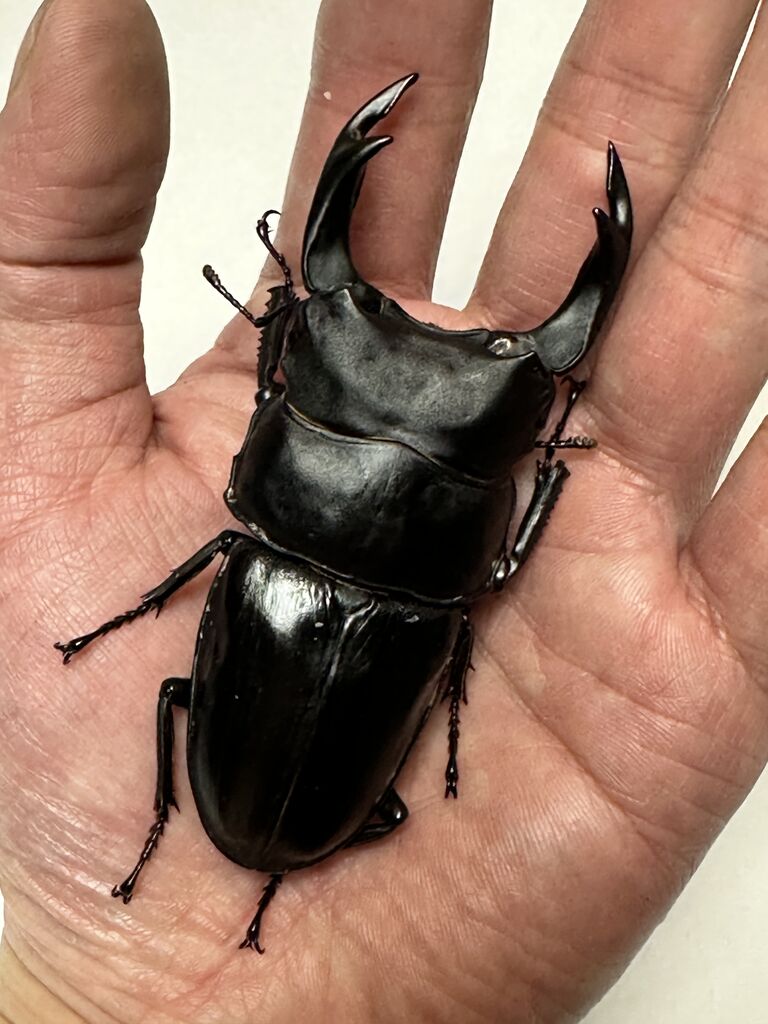 オオクワガタ即ブリ個体＜オス単品販売その150＞ : クワガタ自己満ラボ