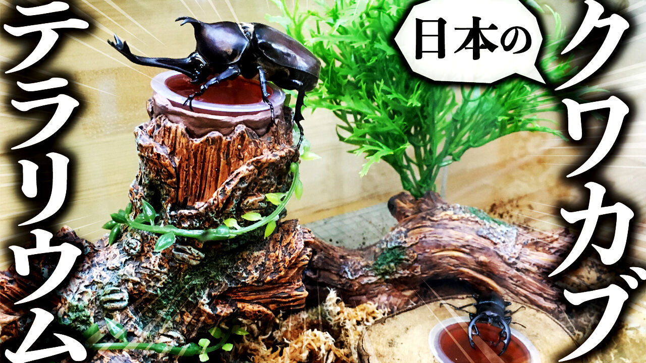 クワガタ自己満ラボ クワガタ自己満ラボ
