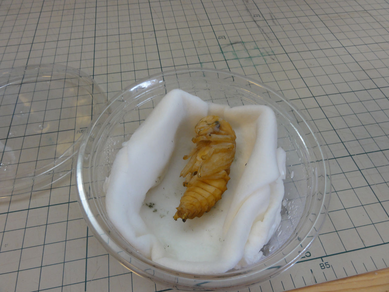 自分で作る人工蛹室その１ クワガタ自己満ラボ