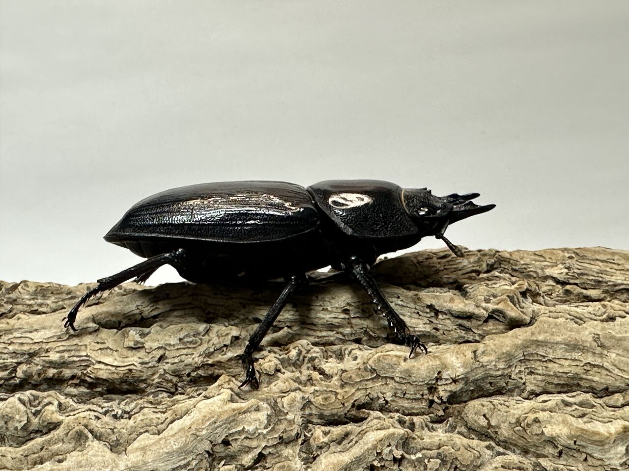 オオクワガタ新成虫販売個体＜トリオ販売その79＞ : クワガタ