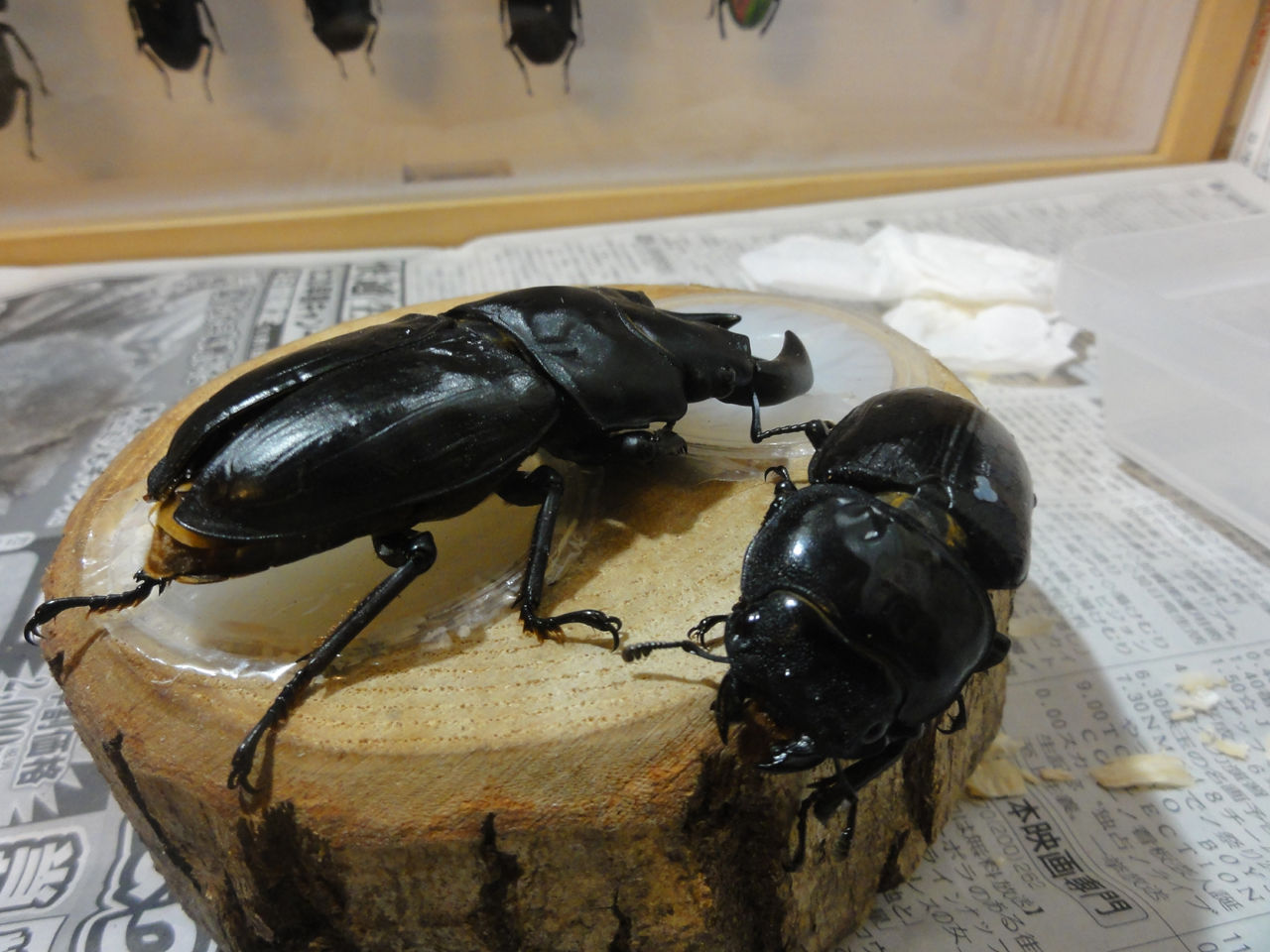 15年度始動のペアリング クワガタ自己満ラボ