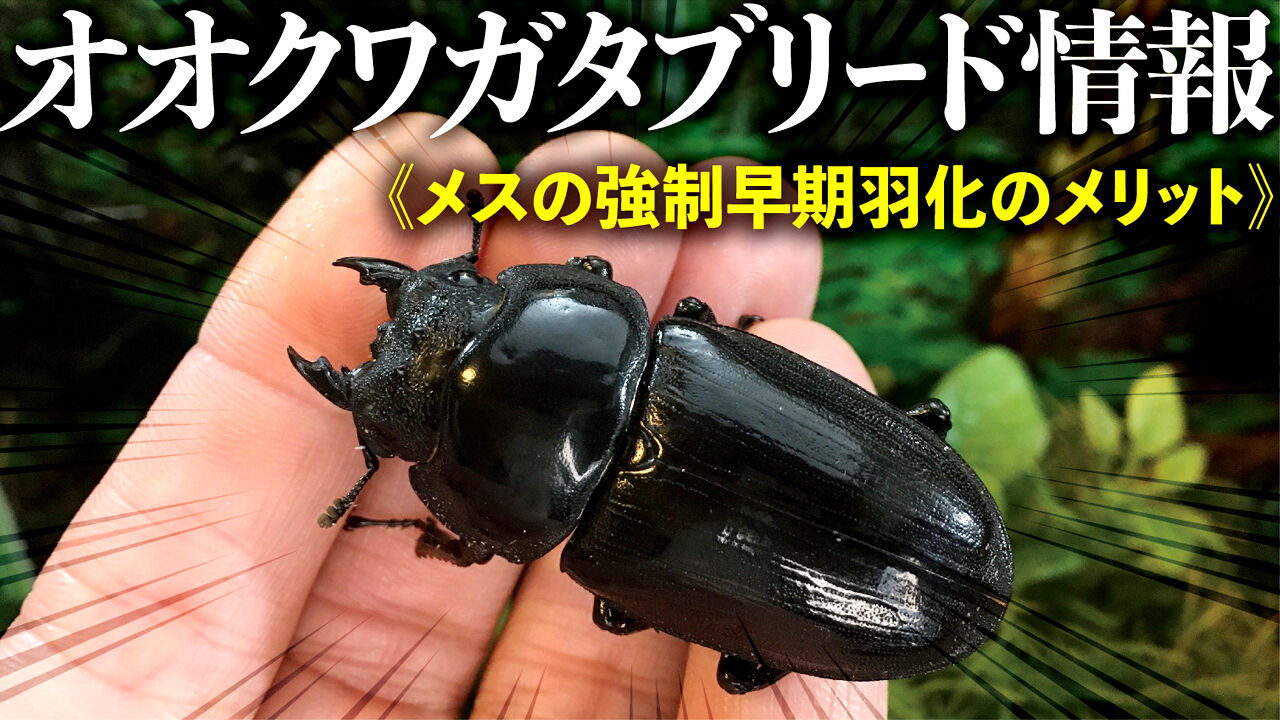 オオクワガタ メスの強制早期羽化のメリット クワガタ自己満ラボ