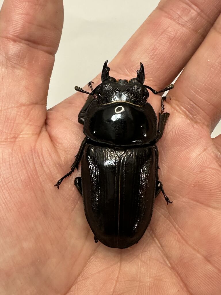 オオムラサキ 標本★中国四川省産★♂♀90/97mm 美麗ペア個体 人気種 オオクワガタ新成虫販売個体＜ペア販売その62＞ : クワガタ自己