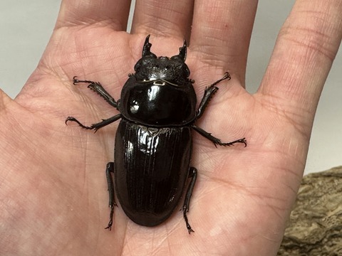 【大特価】【大珍品】新潟県産オオクワガタメスWD41㎜標本 国産オオクワガタ メス 【津山産】頭部に凹み有 国産 販売 生体