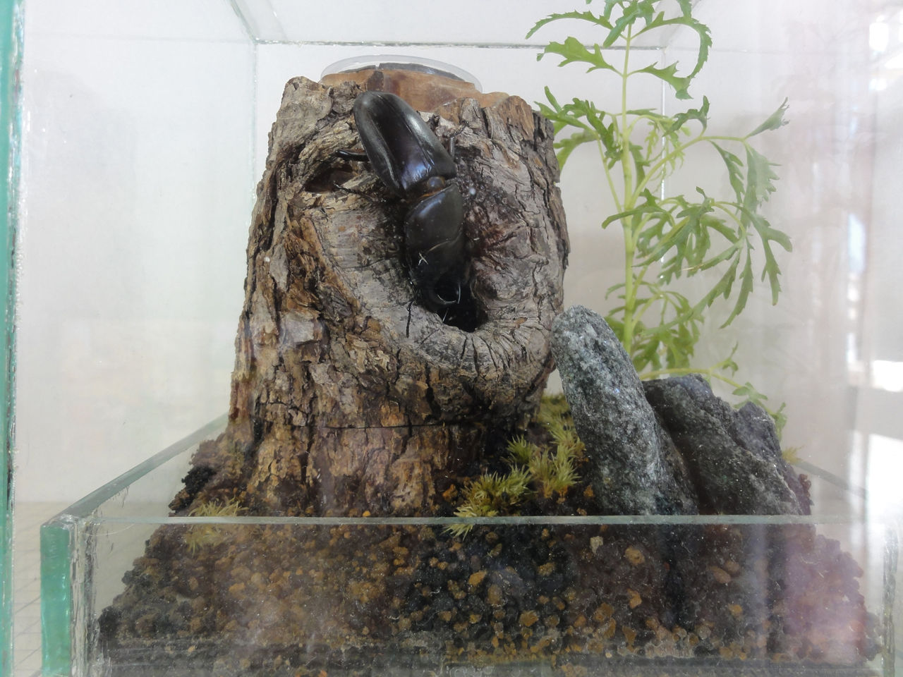 害虫を発生させない事を試すクワリウム制作 その3 : クワガタ自己満ラボ