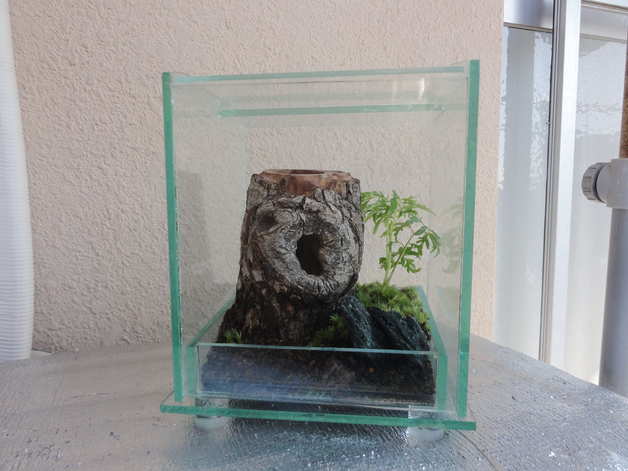 フジコン(fujikon)オールガラス飼育ケース　クワガタ　クワリウム フジコン(fujikon)オールガラス飼育ケース クワガタ クワリウム